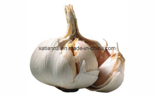 Factory Natural Garlic/Allium Sativum L. Extract Powder