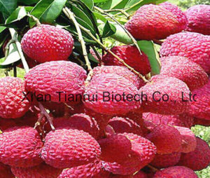 Litchi Extract/ Litchi Seed Extract / Semen Litchi Extract/ Litchi Powder